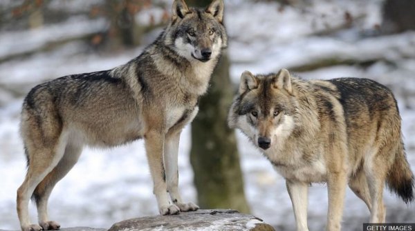 狼的寿命最长是多少年