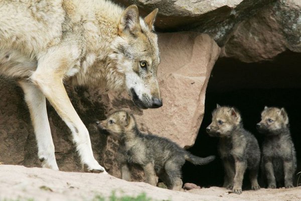 狼的寿命最长是多少年