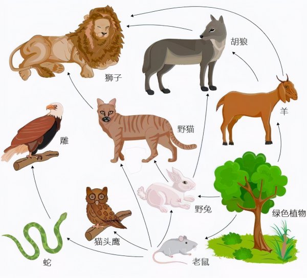 狼的寿命最长是多少年