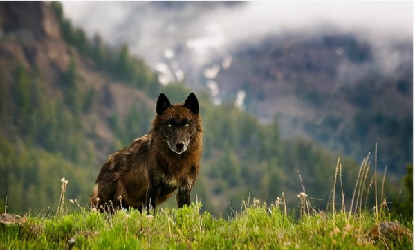 狼的寿命最长是多少年