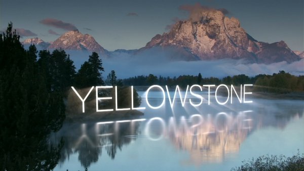 狼的寿命最长是多少年