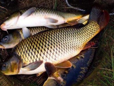 鲤鱼吃什么食物长得快 五种最适合鲤鱼吃的饵料品种