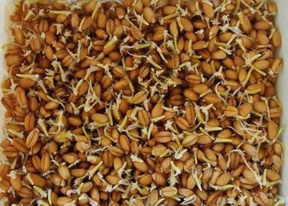 鲤鱼吃什么食物长得快