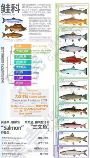 鲑鱼是三文鱼吗