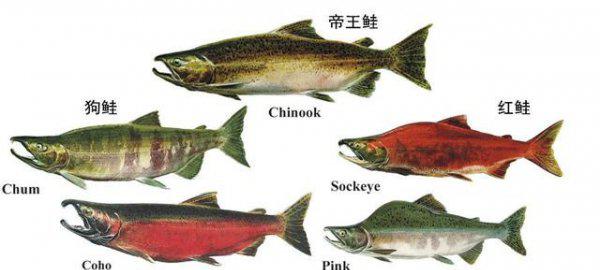 鲑鱼是三文鱼吗