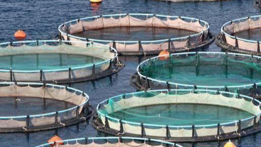 鲑鱼是三文鱼吗