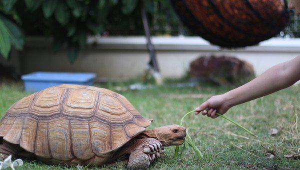 乌龟生气的表现是什么样子的