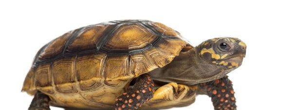 乌龟生气的表现是什么样子的