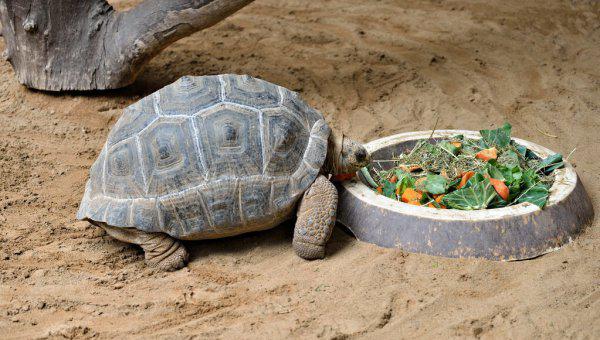 乌龟生气的表现是什么样子的