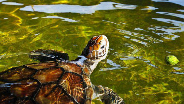 乌龟生气的表现是什么样子的