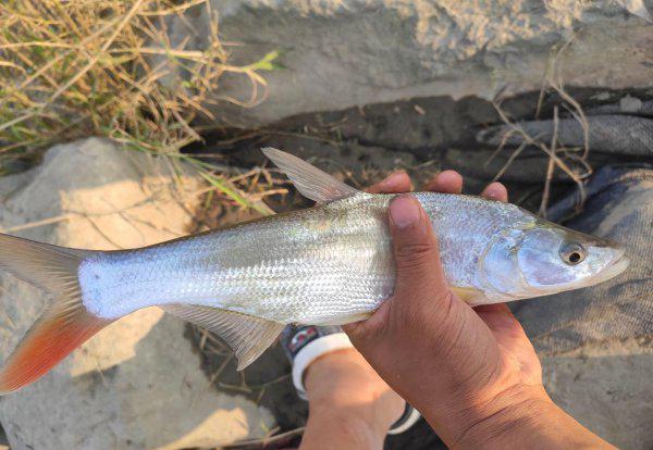 钓红尾鱼的钓法和技巧