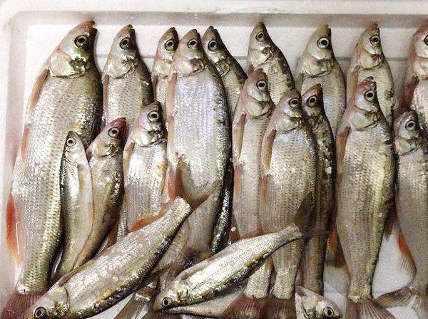 钓红尾鱼的钓法和技巧