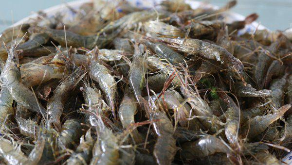 钓红尾鱼的钓法和技巧