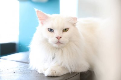 蓝眼睛的猫有哪些品种 这些蓝色眼睛的猫咪你拥有了吗