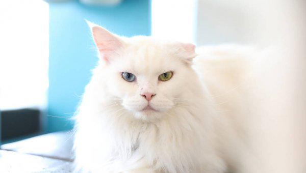 蓝眼睛的猫有哪些品种