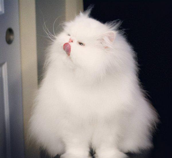 蓝眼睛的猫有哪些品种