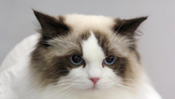 蓝眼睛的猫有哪些品种