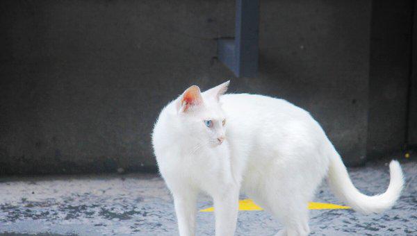 蓝眼睛的猫有哪些品种