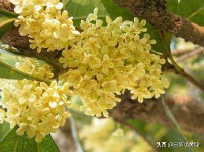 桂花树种在大门的左右可以吗 四个不宜栽种桂花的地方