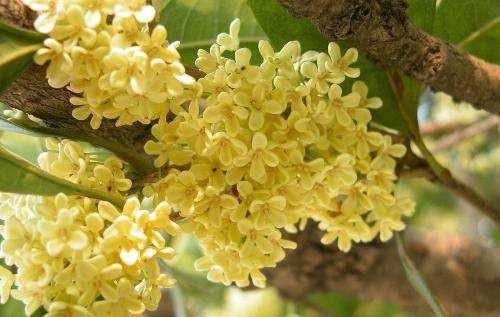 桂花树种在大门的左右可以吗