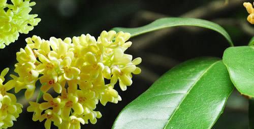 桂花树种在大门的左右可以吗