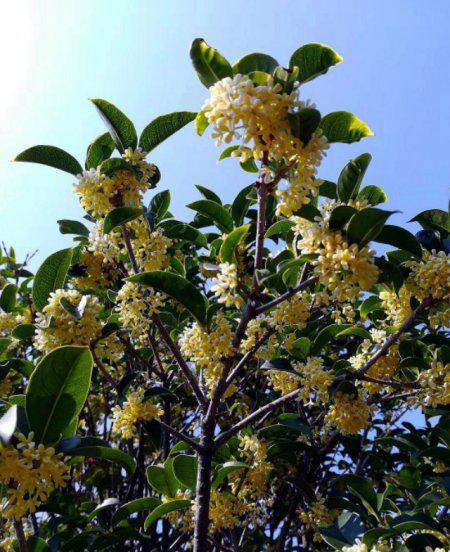 桂花树种在大门的左右可以吗