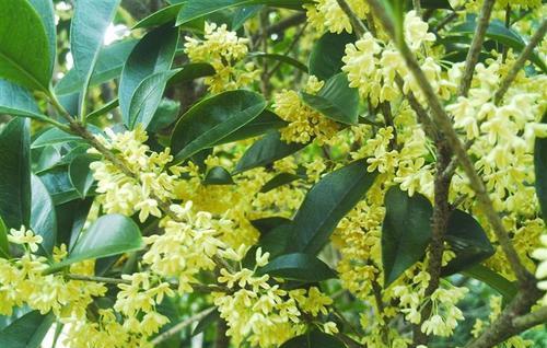 桂花树种在大门的左右可以吗