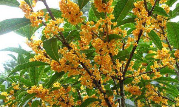 桂花树种在大门的左右可以吗