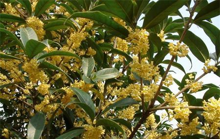 桂花树种在大门的左右可以吗