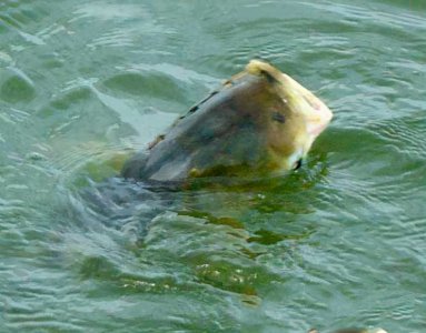 花鲢吃什么食物长得快长得好 关于花鲢的生理习性介绍