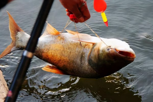 花鲢吃什么食物长得快长得好