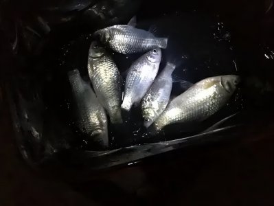 夏天夜钓钓深水还是浅水 在夏季钓鱼需要注意什么问题