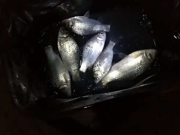 夏天夜钓钓深水还是浅水