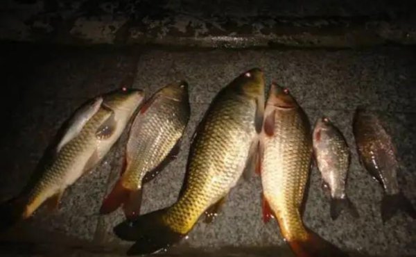 夏天夜钓钓深水还是浅水