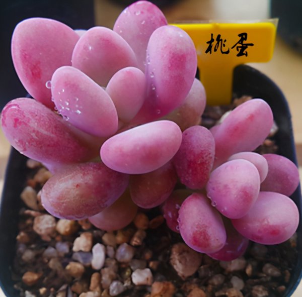 桃蛋怎么养的肥肥胖胖红红的