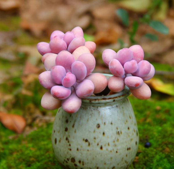 桃蛋怎么养的肥肥胖胖红红的