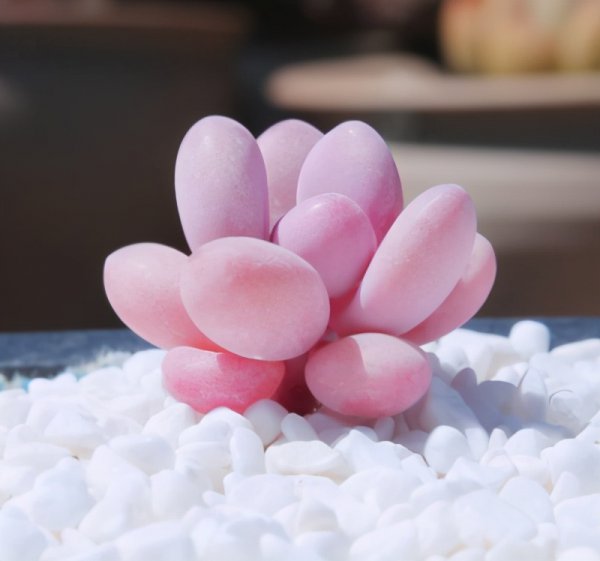 桃蛋怎么养的肥肥胖胖红红的