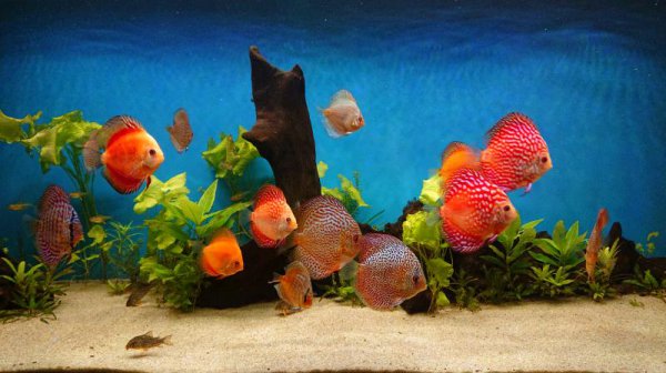 七彩神仙鱼温度多少合适