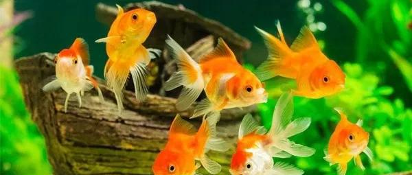 什么观赏鱼最好养活又漂亮