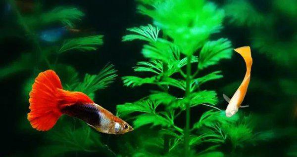 什么观赏鱼最好养活又漂亮