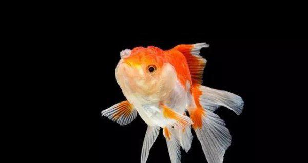 什么观赏鱼最好养活又漂亮