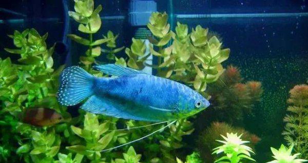 什么观赏鱼最好养活又漂亮