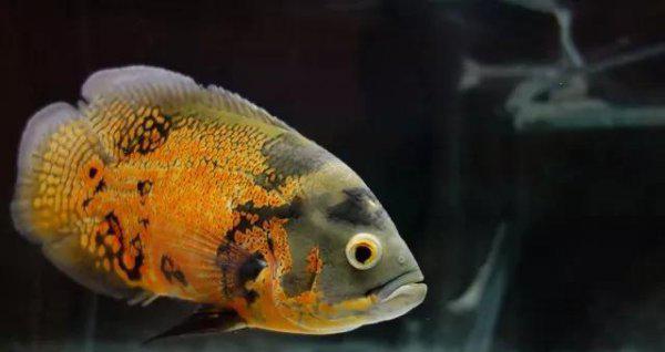 什么观赏鱼最好养活又漂亮