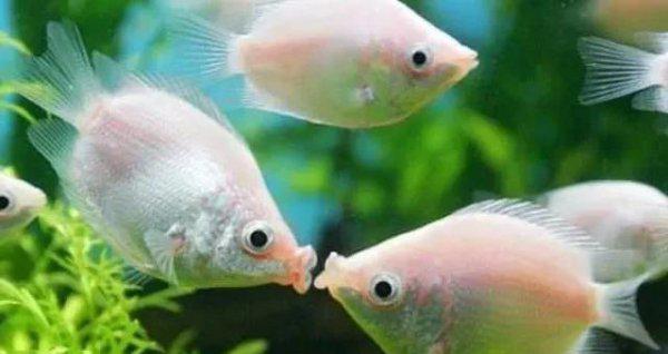 什么观赏鱼最好养活又漂亮