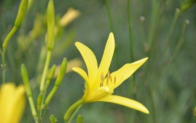 适合做人名的植物名 可以用给宝宝取名的诗意植物名字