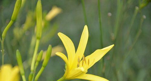 适合做人名的植物名