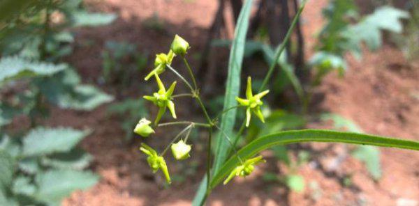 适合做人名的植物名