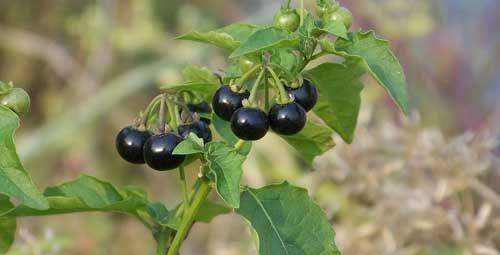 适合做人名的植物名