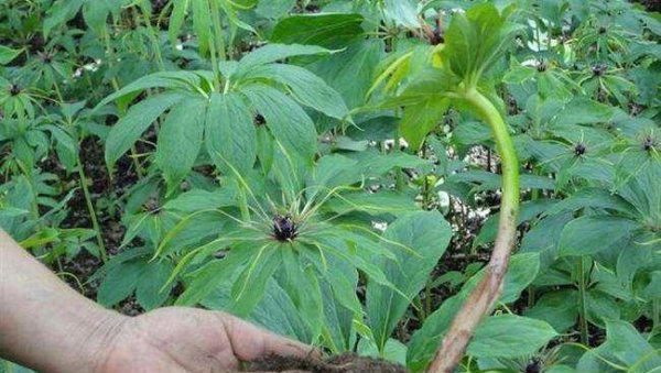 适合做人名的植物名