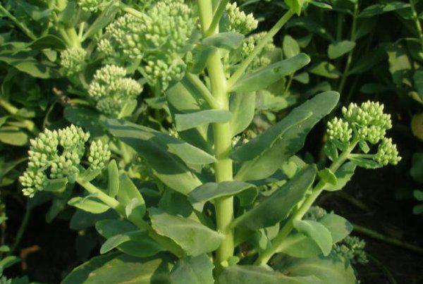 适合做人名的植物名